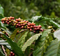 Coffea arabica var. typica Ethiopian Coffee plant seeds for gardening