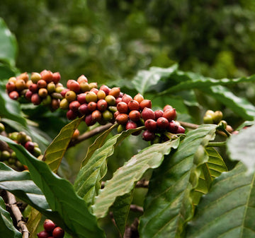 Coffea arabica var. typica Ethiopian Coffee plant seeds for gardening