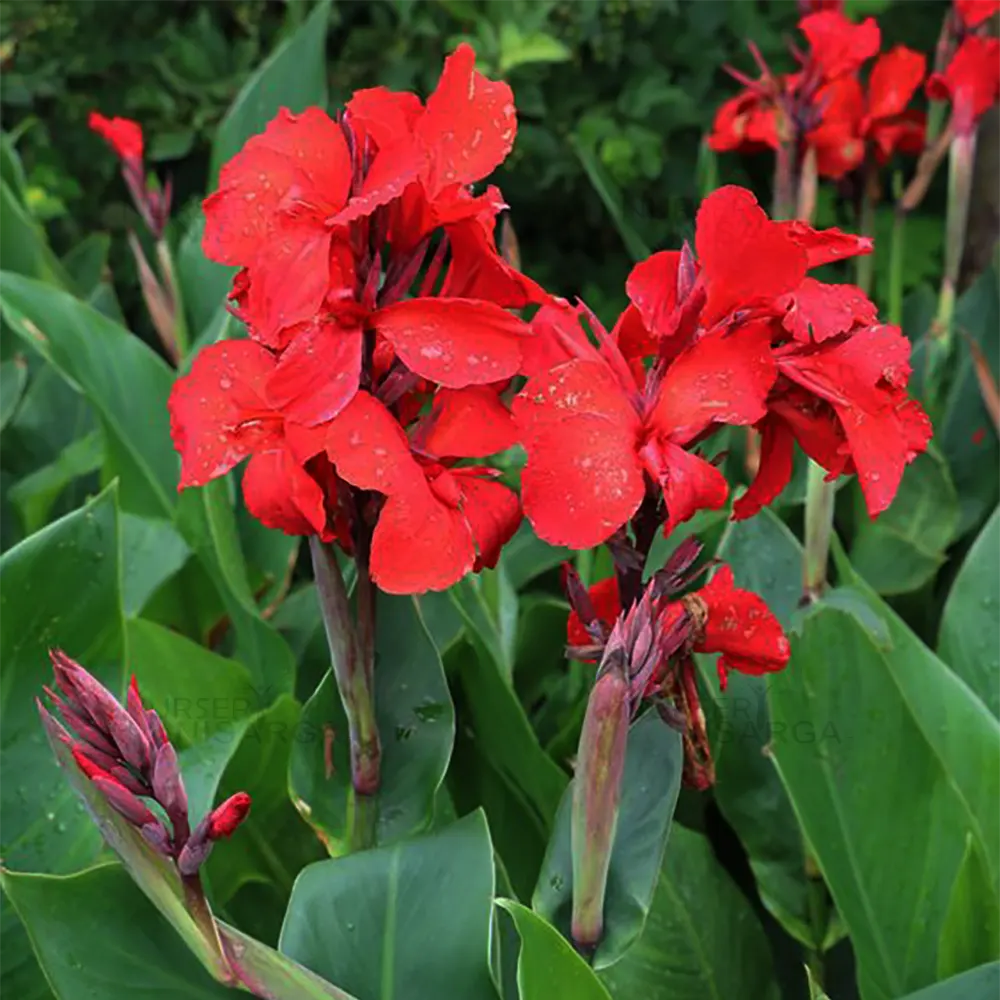 Red Canna Indica – Showy Garden Flower Seeds