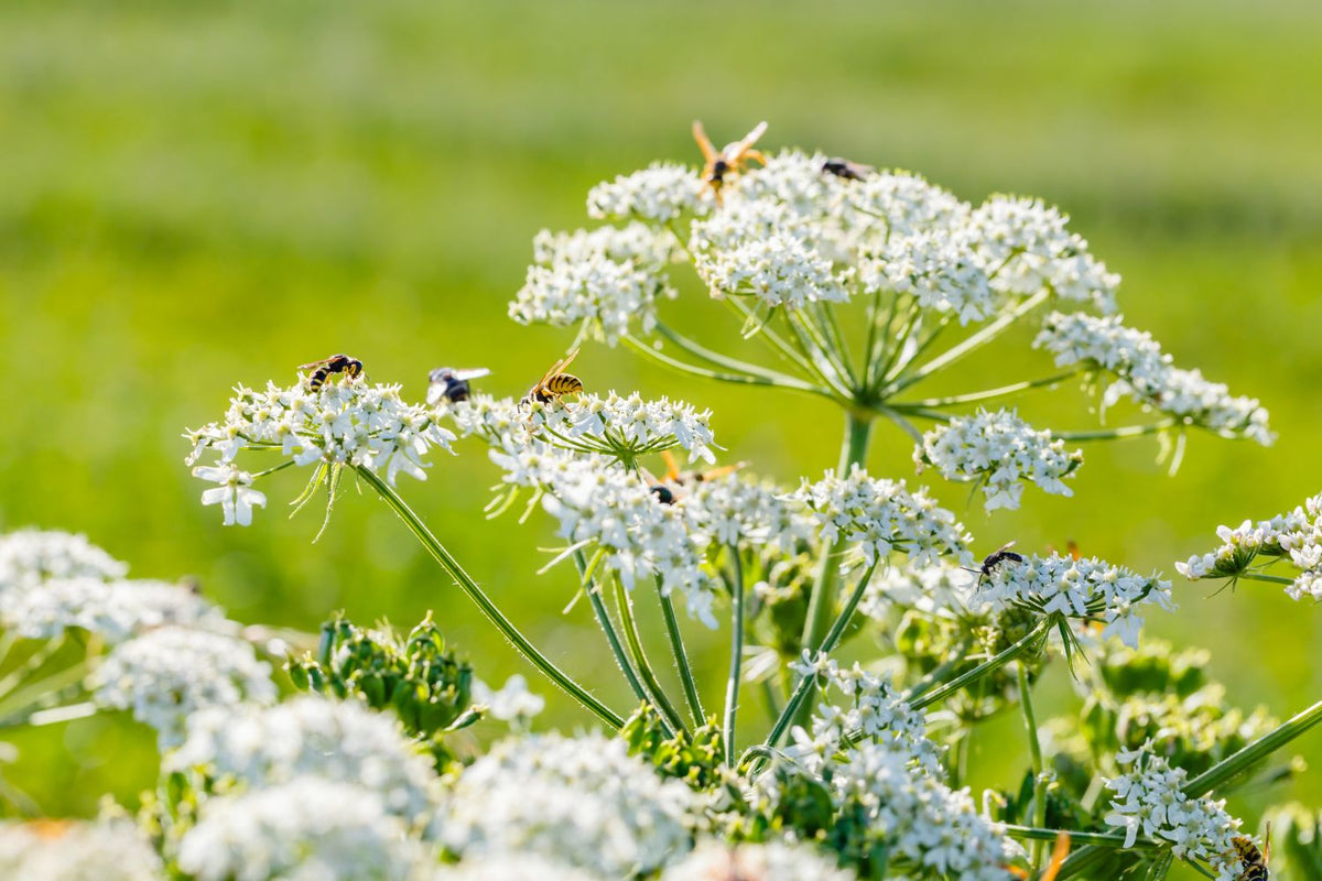 Caraway Carum Carvi – Herb Garden Seeds for Planting