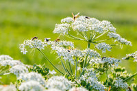 Caraway Carum Carvi – Herb Garden Seeds for Planting