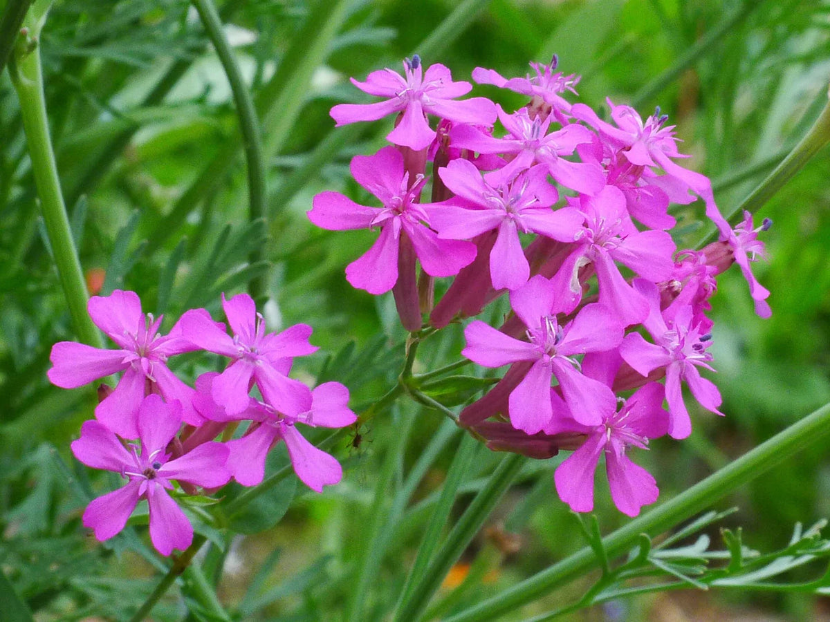 None So Pretty Catchfly Silene – Colorful Garden Flower Seeds