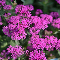 None So Pretty Catchfly Silene – Colorful Garden Flower Seeds
