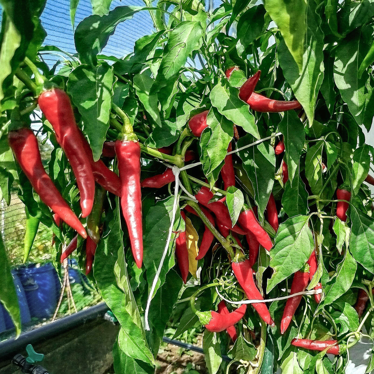 Yunnan Cayenne Seeds – Capsicum frutescens Garden Planting Seeds