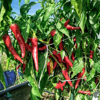 Yunnan Cayenne Seeds – Capsicum frutescens Garden Planting Seeds
