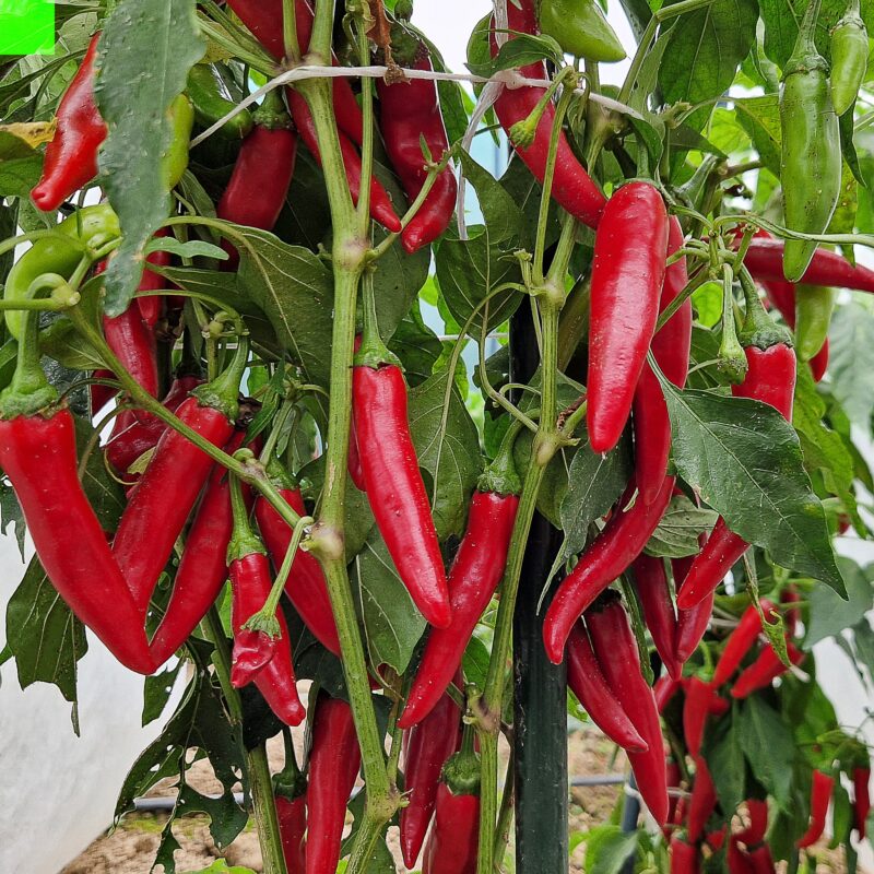 Capsicum frutescens Seeds – Yunnan Cayenne Pepper Plant Seeds