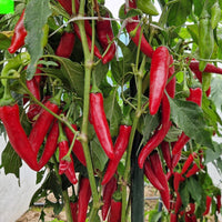Capsicum frutescens Seeds – Yunnan Cayenne Pepper Plant Seeds