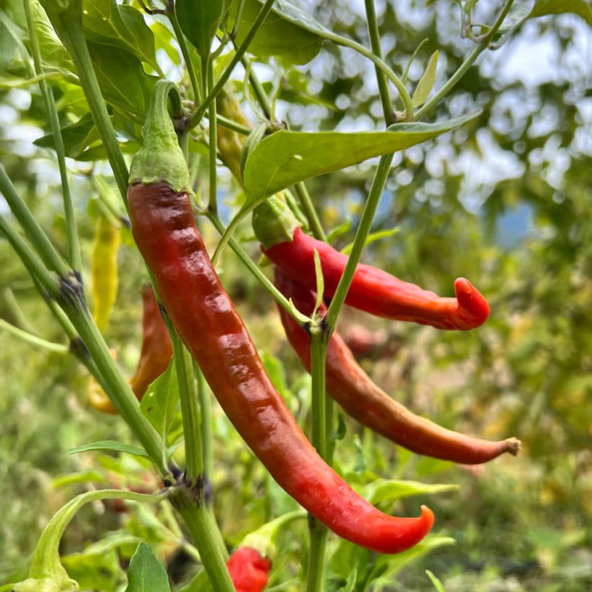 Yunnan Cayenne Pepper plant with green foliage and developing spicy peppers growing in a sunny garden.