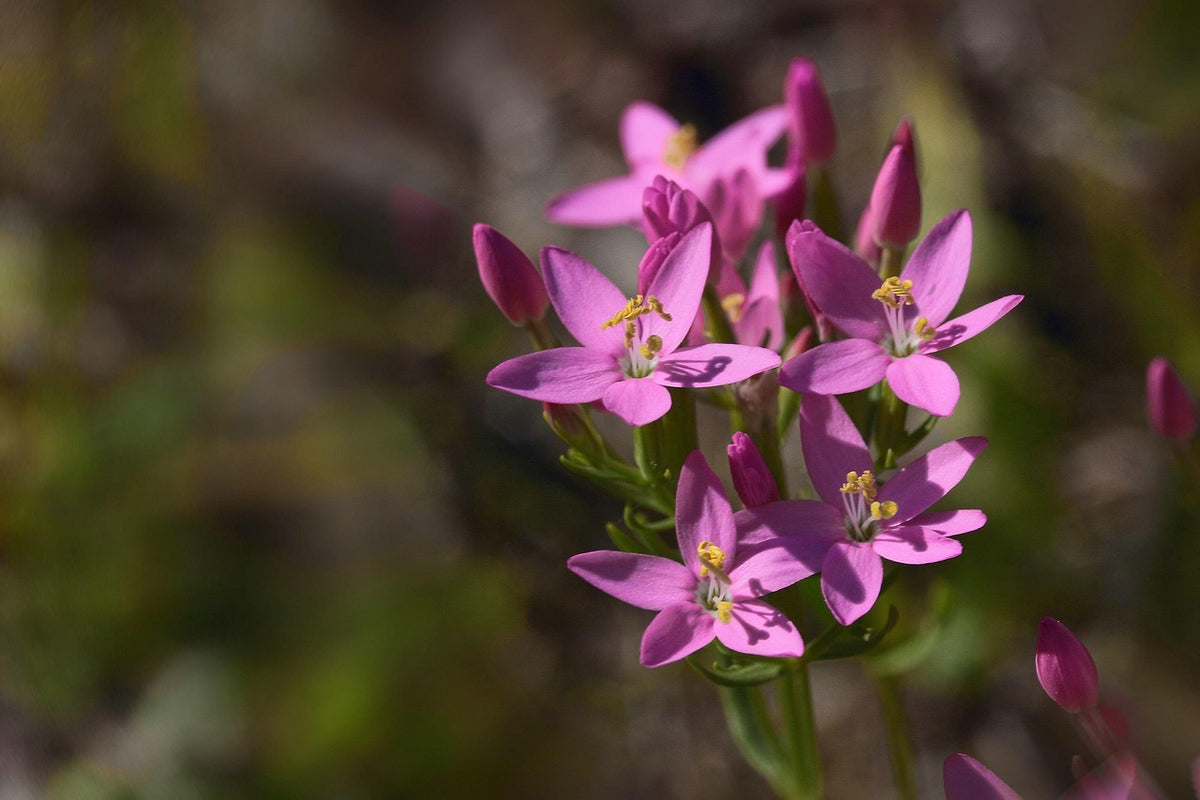 European Centaury Seeds ,Centaurium erythraea  Organic Wildflower Seeds