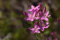 European Centaury Seeds ,Centaurium erythraea  Organic Wildflower Seeds