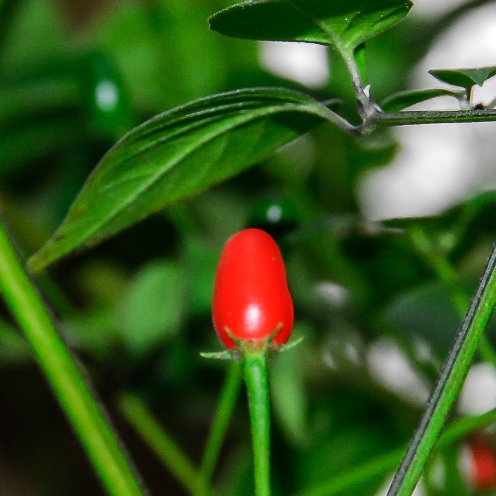 Puta Madre Pepper Seeds – Capsicum chacoense Planting Seeds