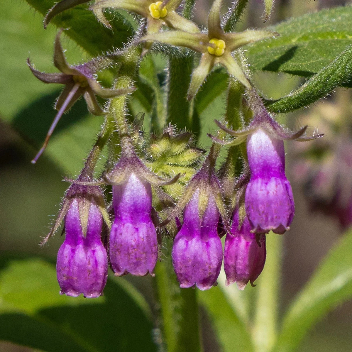 True Comfrey Symphytum officinale perennial plant seeds for garden growing