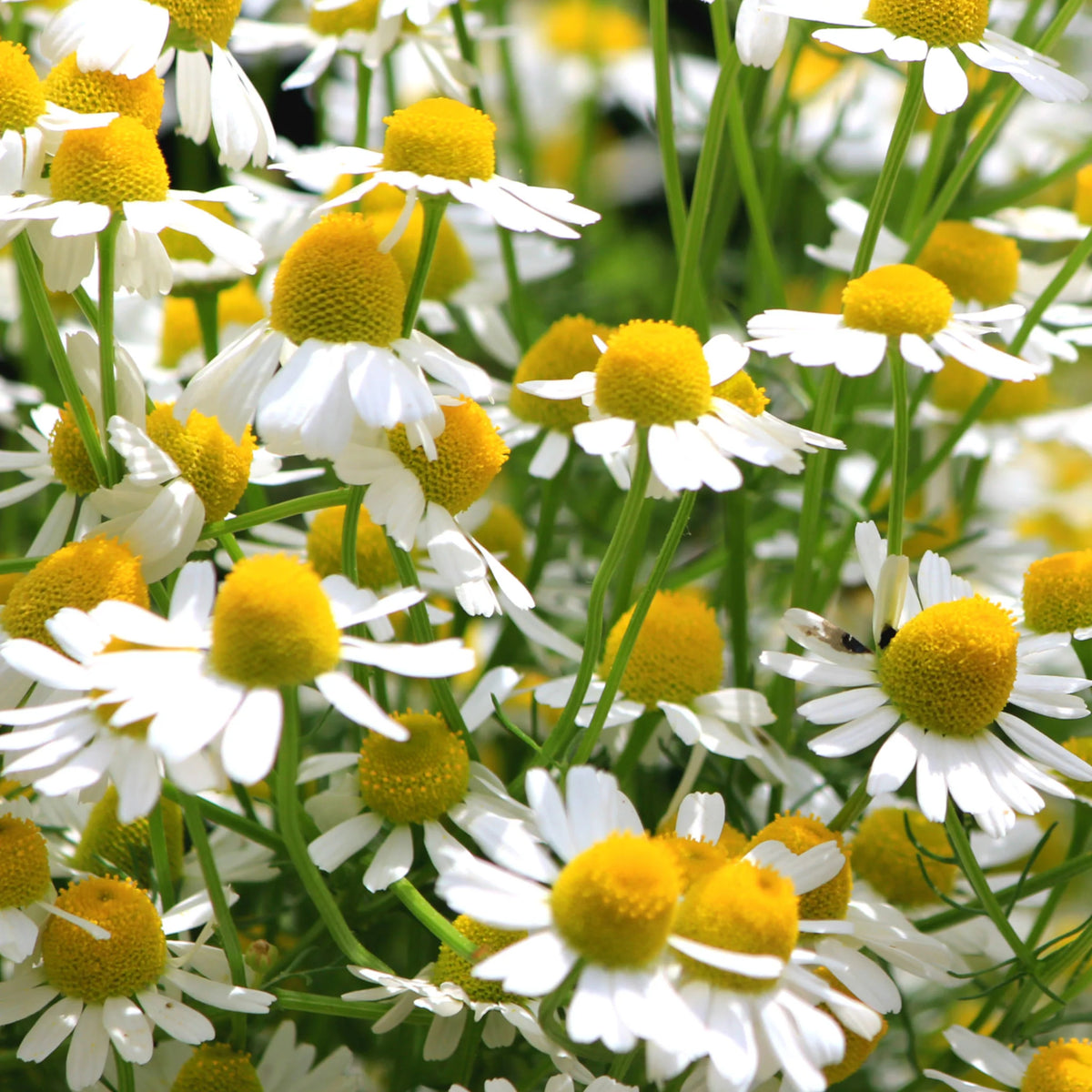 Matricaria recutita German Chamomile flowering herb growing in a sunny garden bed