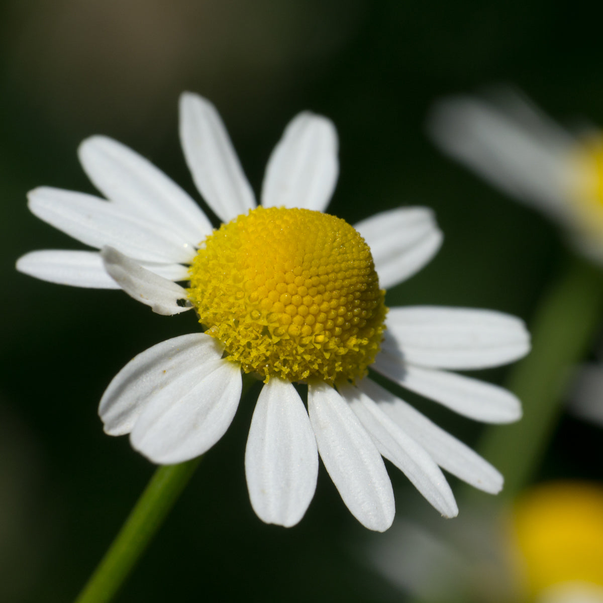 Matricaria recutita German Chamomile planting seeds for herb and flower gardens