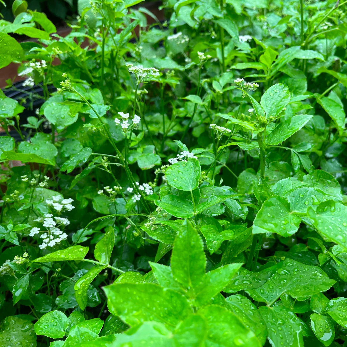 Skirret Seeds – Sium sisarum Garden Planting Seeds