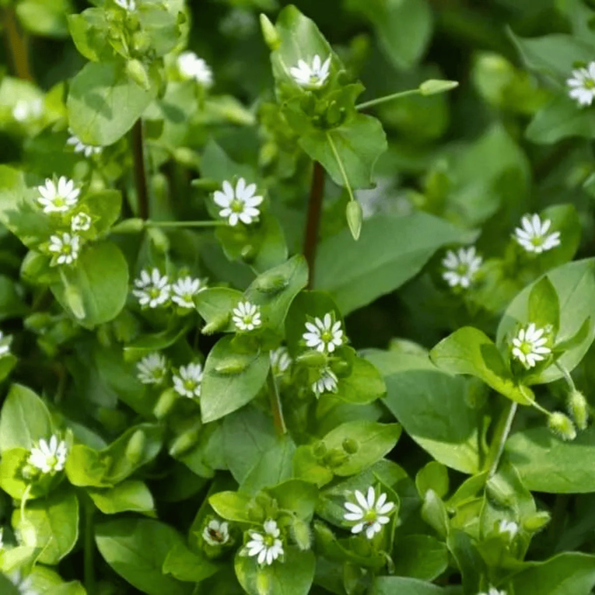 Organic Common Chickweed Stellaria media plant seeds for garden cultivation