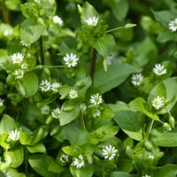 Organic Common Chickweed Stellaria media plant seeds for garden cultivation