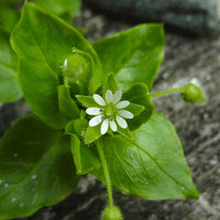 Stellaria media Common Chickweed plant with small green leaves and delicate white star-shaped flowers
