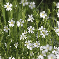 Stellaria media low-growing herb with opposite green leaves and delicate white blooms