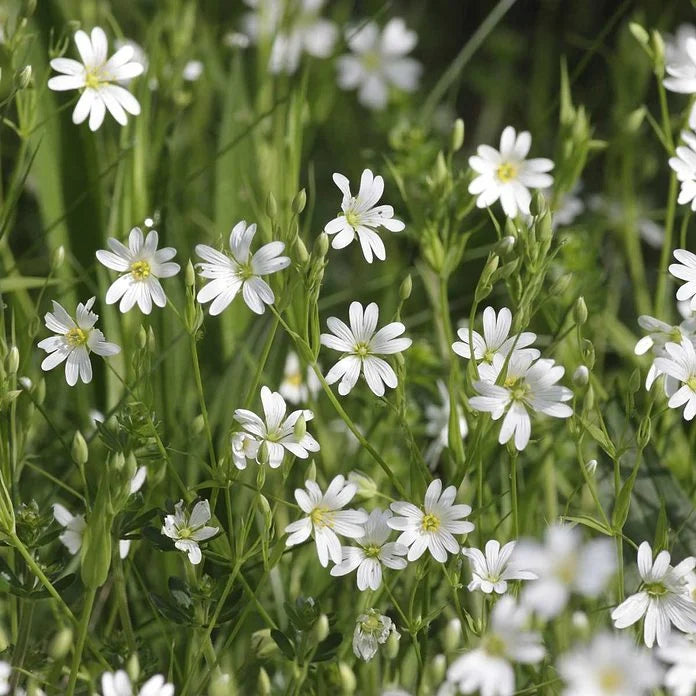 Common Chickweed Stellaria media plant seeds for garden cultivation