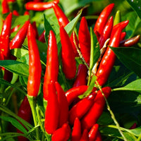 Capsicum frutescens Seeds – Xigole Pepper Plant Seeds