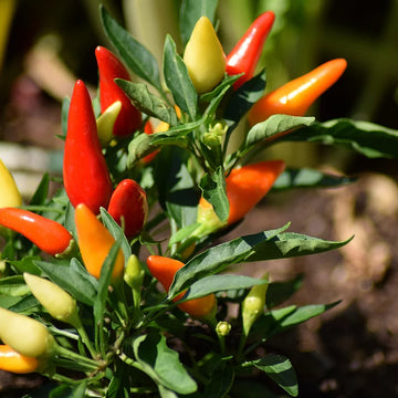 Xigole Pepper plant with green foliage and developing Capsicum frutescens peppers growing in a sunny garden.
