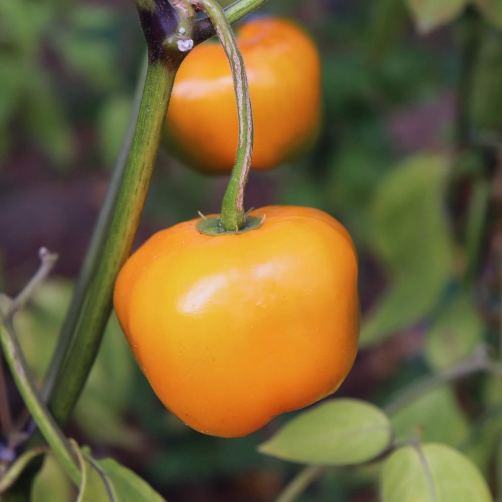 Rocoto Mix Manzano Pepper – Hot Garden Vegetable Seeds
