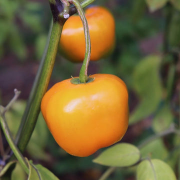 Rocoto Mix Manzano Pepper – Hot Garden Vegetable Seeds