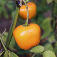 Manzano Orange Pepper – Hot Culinary Vegetable Seeds