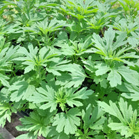 Organic Motherwort Leonurus cardiaca garden seeds for home gardening