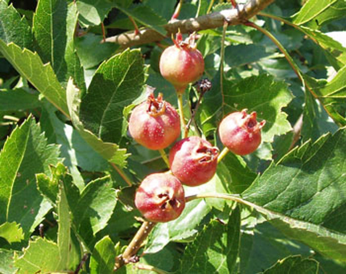 Chinese Hawthorn Crataegus Pinnatifida – Hardy Fruit Tree Seeds