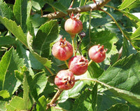 Hawthorn Crataegus Pinnatifida – Chinese Hawthorn Tree Seeds