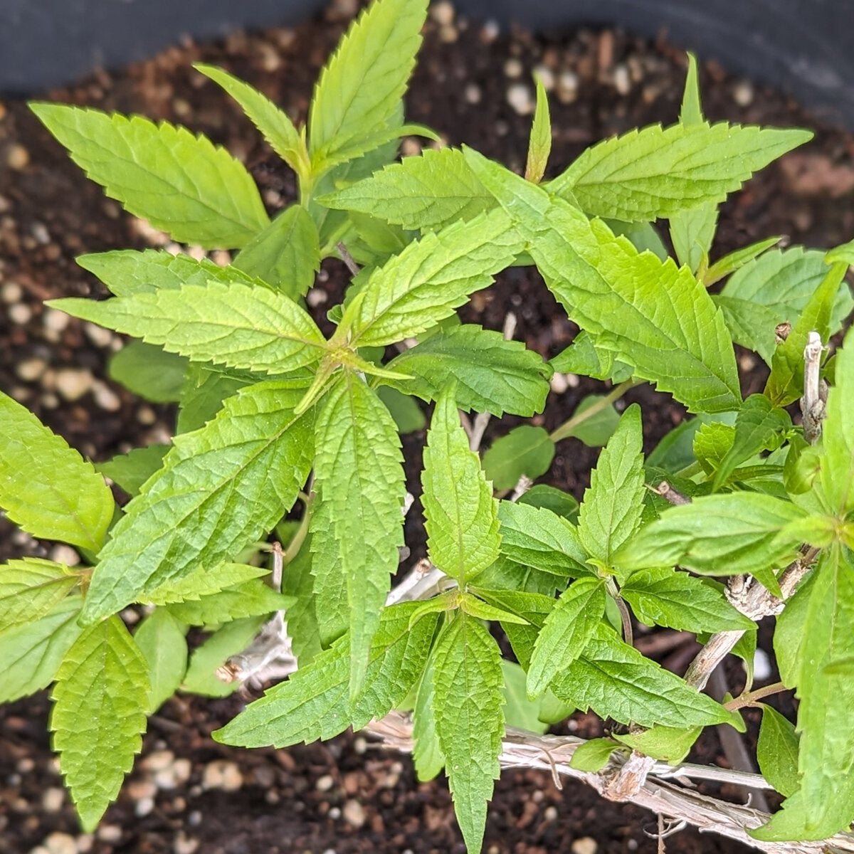Chinese Mint Mentha haplocalyx herb garden seeds for home cultivation
