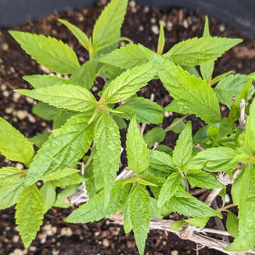 Chinese Mint Mentha haplocalyx herb garden seeds for home cultivation