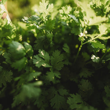 Coriandrum sativum cilantro and coriander garden seeds for home herb gardening