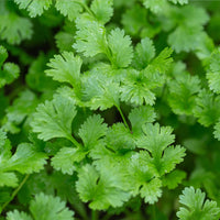 Coriandrum sativum cilantro herb plant with delicate green foliage in a garden