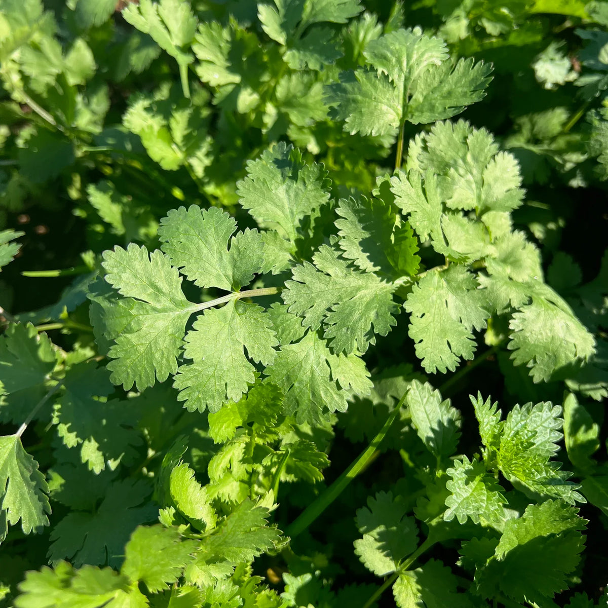 Cilantro coriander Coriandrum sativum culinary herb seeds for home garden planting