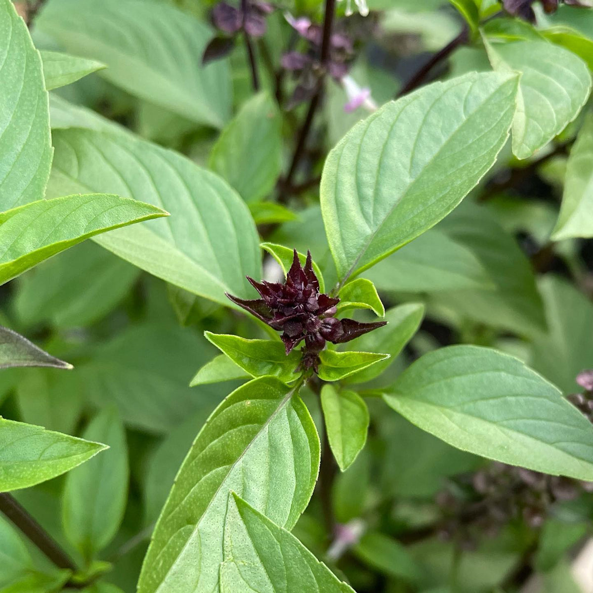Basil Cinnamon Ocimum Basilicum Herb Garden Seeds