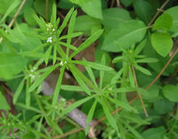 Cleavers Galium aparine Herb Garden Seeds