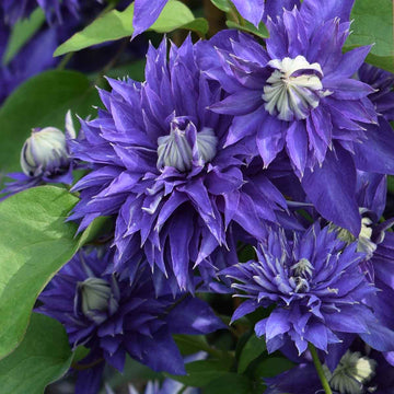 Clematis ‘Multi Blue’ Flower Seeds – Heirloom, Non-GMO, Perennial Climbing Variety