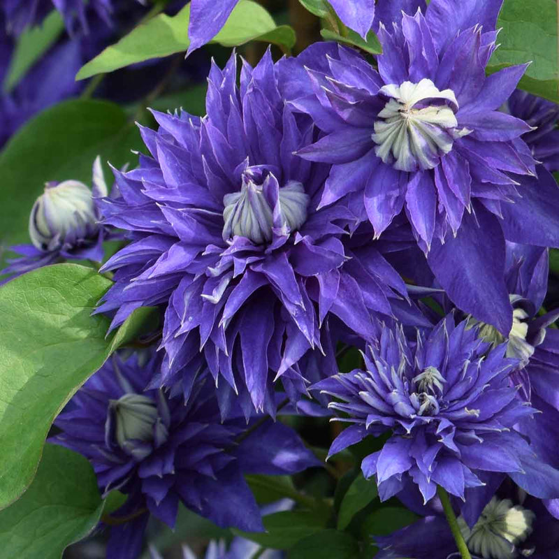 Clematis Flower