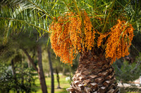 Pindo Palm Tree Seeds Butia Capitata - Edible Jelly Palm - Tropical Fruit & Ornamental Tree