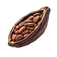Ripe Cacao Shell Seeds for Planting – Tropical Cacao Pod Seed Variety