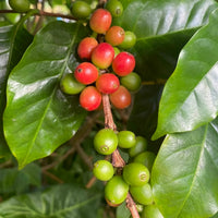 Ethiopian Arabica coffee plant seeds for tropical garden and container growing