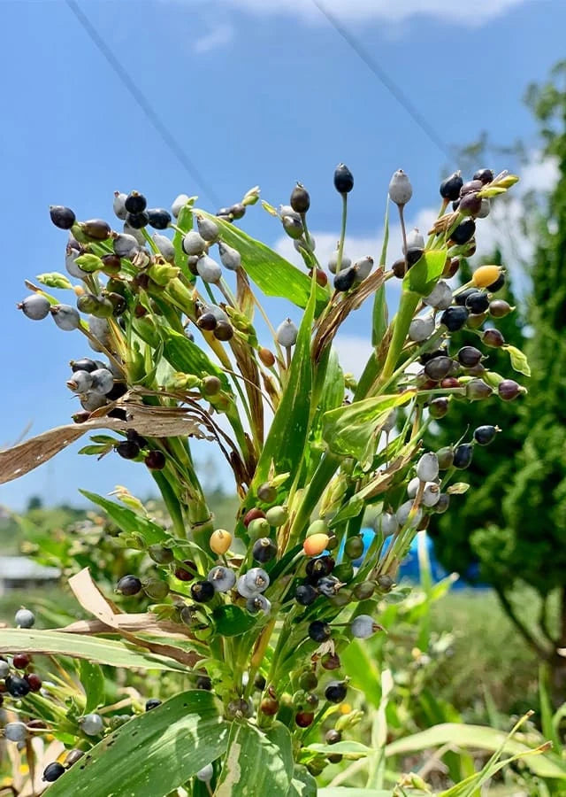 Coix lacryma-jobi Planting Seeds – Job’s Tears Ornamental Garden Plant