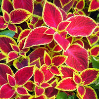 Coleus Wizard Scarlet – Annual Flower Seeds
