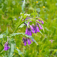 Symphytum officinale True Comfrey plant with broad textured green leaves and bell-shaped flowers

