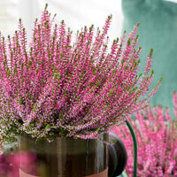 Common Heather Calluna vulgaris ornamental flowering shrub with delicate pink-purple flowers, fine evergreen foliage, and compact growth in a garden