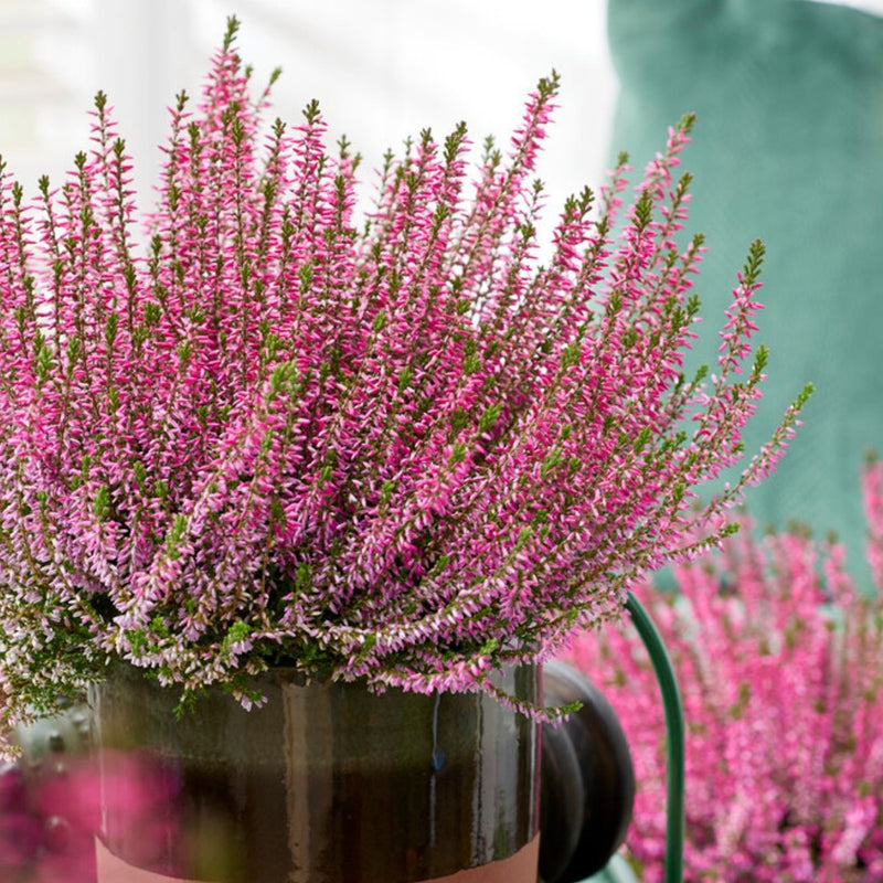 Common Heather Calluna vulgaris ornamental flowering shrub with delicate pink-purple flowers, fine evergreen foliage, and compact growth in a garden