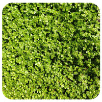Mentha Requienii Seeds – Corsican Mint Creeping Herb for Groundcover